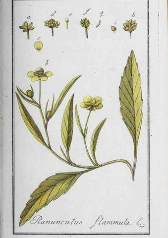 Reproducción/Reproduction 46265359235: Icones plantarum medicinalium.. Nürnberg :auf Kosten der Raspischen Buchhandlung,1779-1790. 