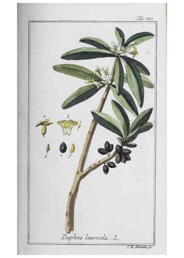 Reproducción/Reproduction 47179566701: Icones plantarum medicinalium.. Nürnberg :auf Kosten der Raspischen Buchhandlung,1779-1790. 