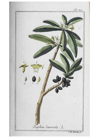 Reproducción/Reproduction 47179566701: Icones plantarum medicinalium.. Nürnberg :auf Kosten der Raspischen Buchhandlung,1779-1790. 