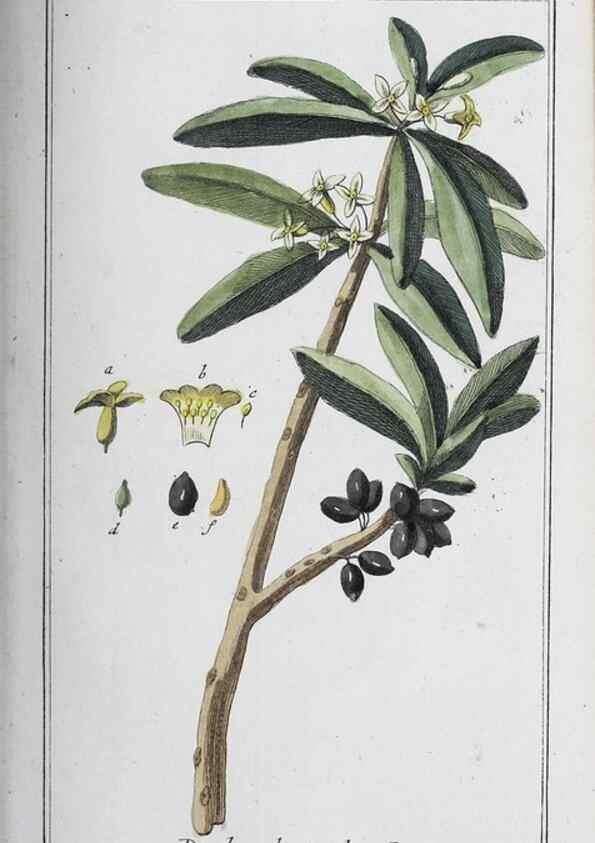 Reproducción/Reproduction 47179566701: Icones plantarum medicinalium.. Nürnberg :auf Kosten der Raspischen Buchhandlung,1779-1790. 
