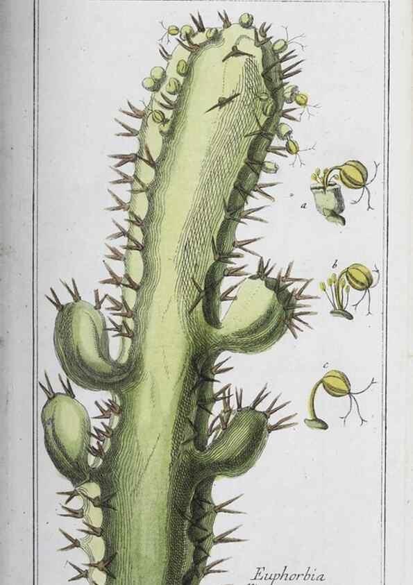 Reproducción/Reproduction 32237780807: Icones plantarum medicinalium.. Nürnberg :auf Kosten der Raspischen Buchhandlung,1779-1790. 
