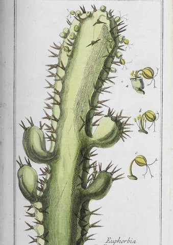 Reproducción/Reproduction 32237780807: Icones plantarum medicinalium.. Nürnberg :auf Kosten der Raspischen Buchhandlung,1779-1790. 