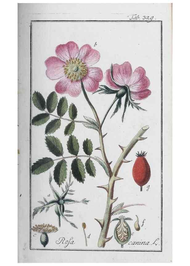 Reproducción/Reproduction 47179568851: Icones plantarum medicinalium.. Nürnberg :auf Kosten der Raspischen Buchhandlung,1779-1790. 