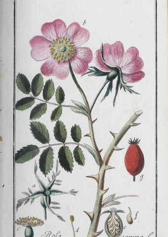 Reproducción/Reproduction 47179568851: Icones plantarum medicinalium.. Nürnberg :auf Kosten der Raspischen Buchhandlung,1779-1790. 