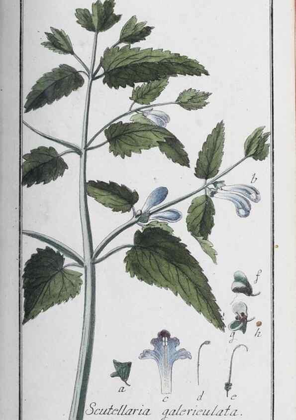 Reproducción/Reproduction 40214699873: Icones plantarum medicinalium.. Nürnberg :auf Kosten der Raspischen Buchhandlung,1779-1790. 
