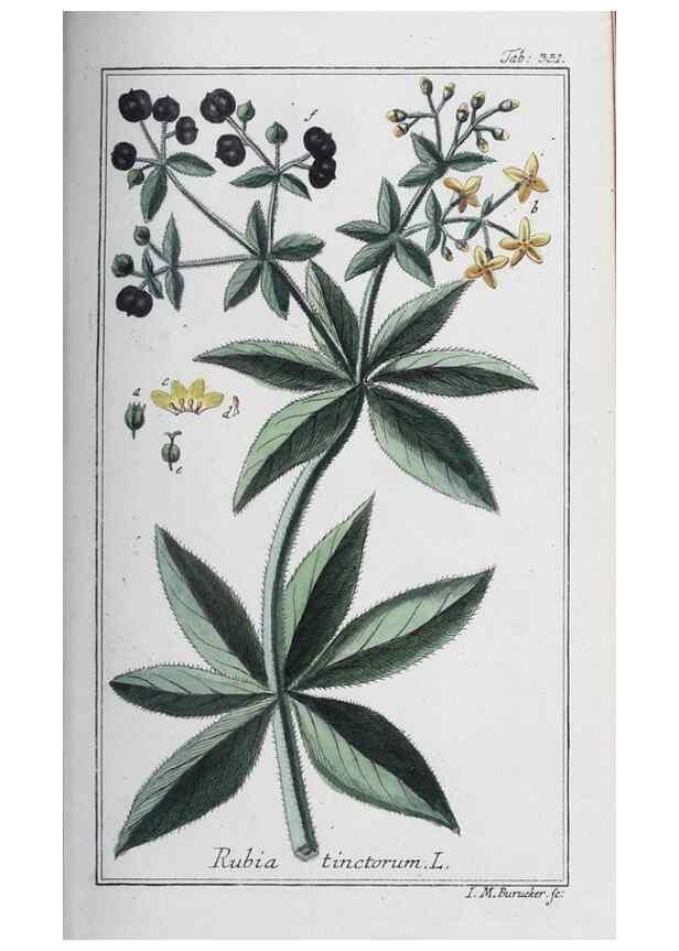 Reproducción/Reproduction 46265362195: Icones plantarum medicinalium.. Nürnberg :auf Kosten der Raspischen Buchhandlung,1779-1790. 