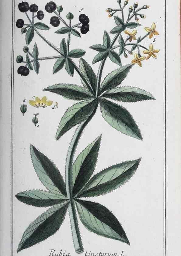 Reproducción/Reproduction 46265362195: Icones plantarum medicinalium.. Nürnberg :auf Kosten der Raspischen Buchhandlung,1779-1790. 