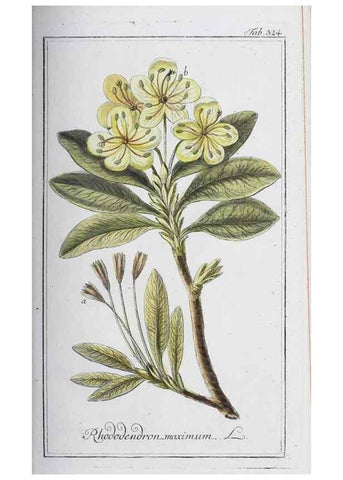 Reproducción/Reproduction 32237777617: Icones plantarum medicinalium.. Nürnberg :auf Kosten der Raspischen Buchhandlung,1779-1790. 