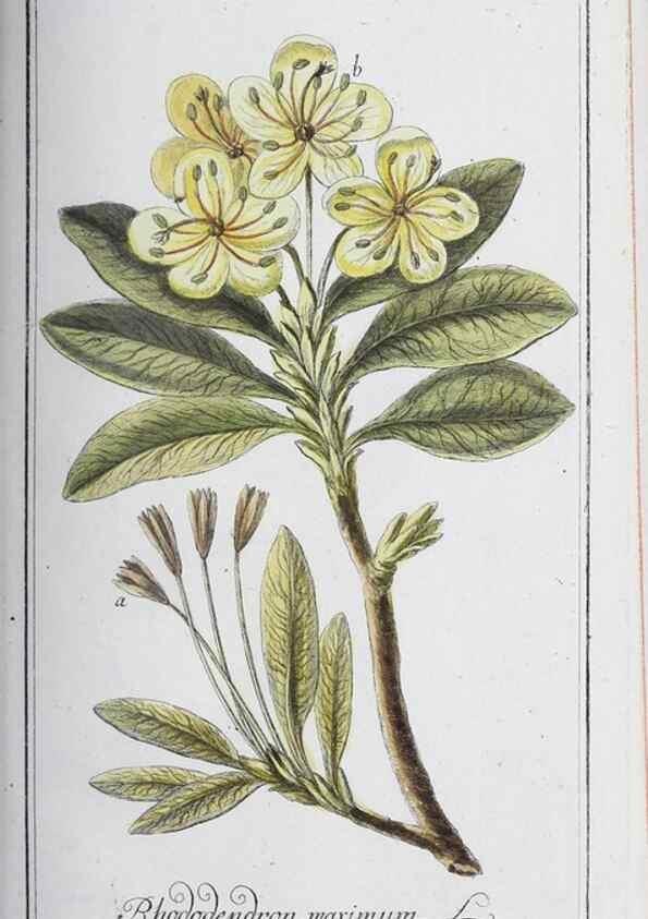 Reproducción/Reproduction 32237777617: Icones plantarum medicinalium.. Nürnberg :auf Kosten der Raspischen Buchhandlung,1779-1790. 