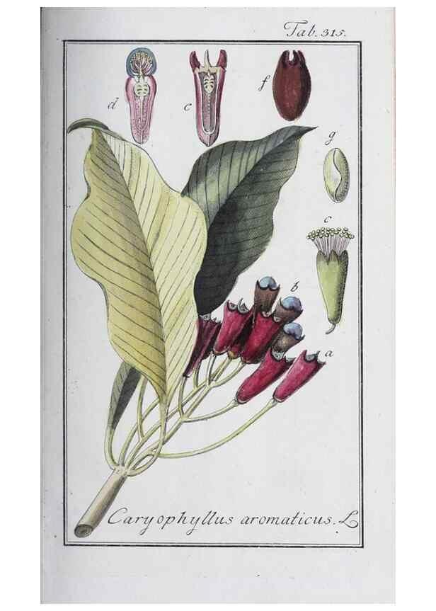 Reproducción/Reproduction 40214687783: Icones plantarum medicinalium.. Nürnberg :auf Kosten der Raspischen Buchhandlung,1779-1790. 
