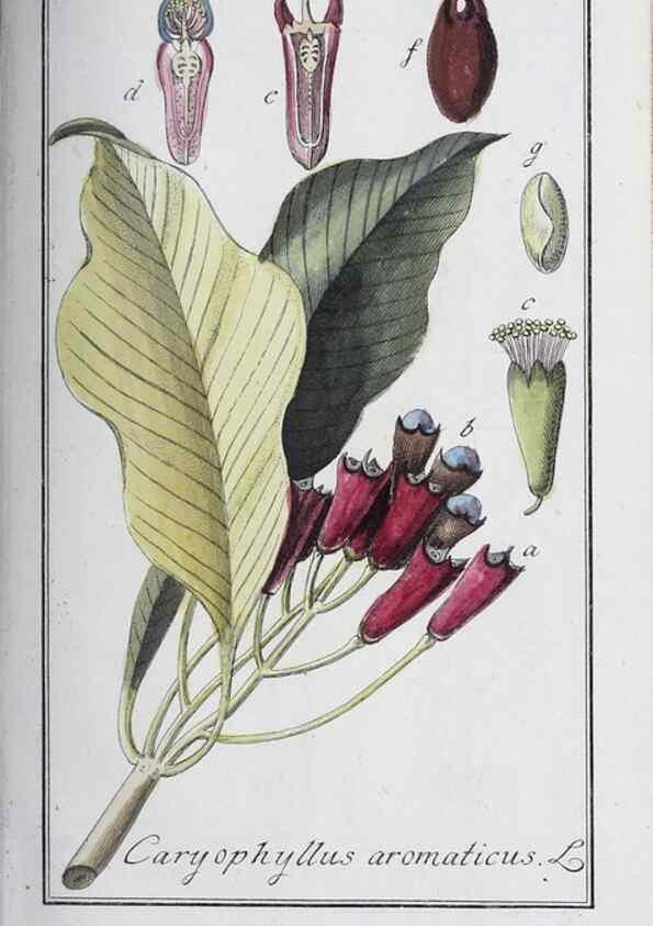 Reproducción/Reproduction 40214687783: Icones plantarum medicinalium.. Nürnberg :auf Kosten der Raspischen Buchhandlung,1779-1790. 