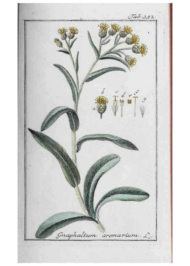 Reproducción/Reproduction 47179584631: Icones plantarum medicinalium.. Nürnberg :auf Kosten der Raspischen Buchhandlung,1779-1790. 