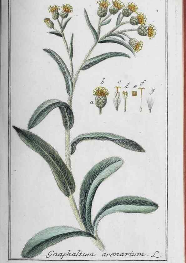 Reproducción/Reproduction 47179584631: Icones plantarum medicinalium.. Nürnberg :auf Kosten der Raspischen Buchhandlung,1779-1790. 
