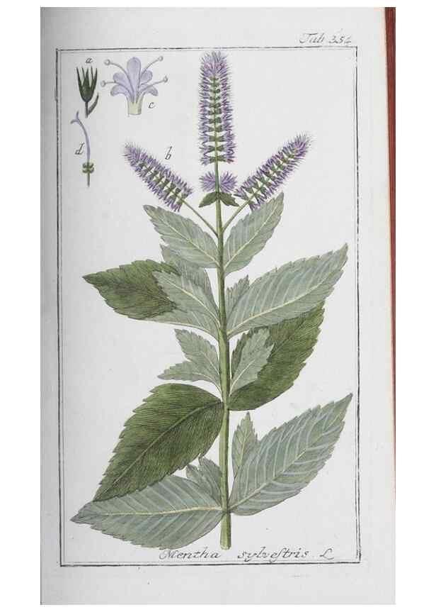 Reproducción/Reproduction 40214711173: Icones plantarum medicinalium.. Nürnberg :auf Kosten der Raspischen Buchhandlung,1779-1790. 