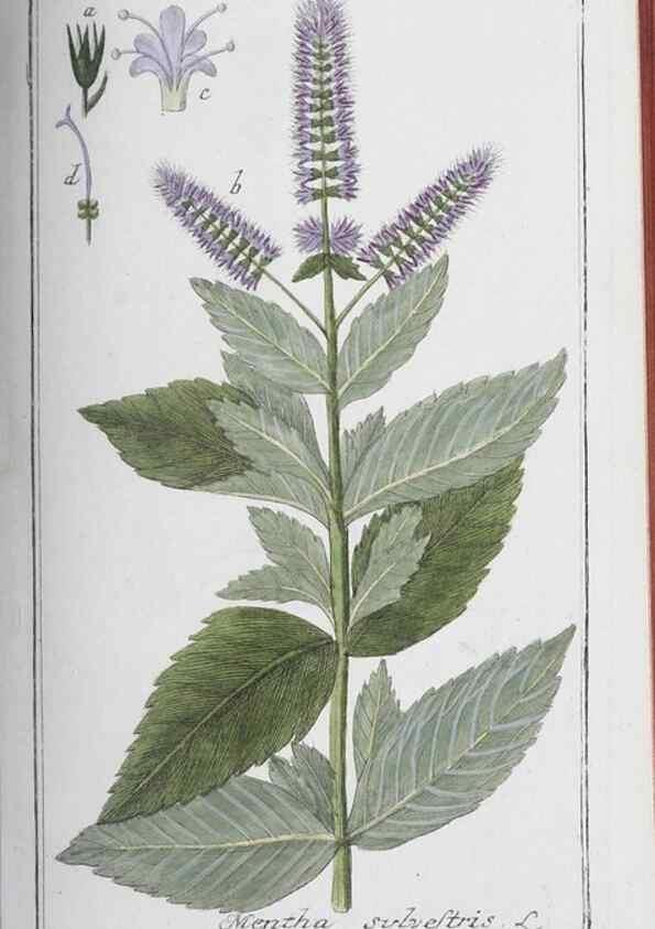 Reproducción/Reproduction 40214711173: Icones plantarum medicinalium.. Nürnberg :auf Kosten der Raspischen Buchhandlung,1779-1790. 