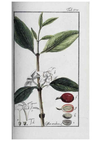 Reproducción/Reproduction 46456057524: Icones plantarum medicinalium.. Nürnberg :auf Kosten der Raspischen Buchhandlung,1779-1790. 