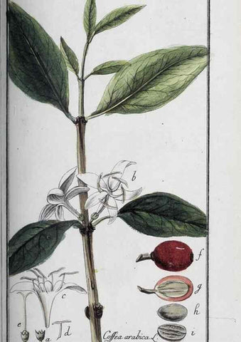 Reproducción/Reproduction 46456057524: Icones plantarum medicinalium.. Nürnberg :auf Kosten der Raspischen Buchhandlung,1779-1790. 