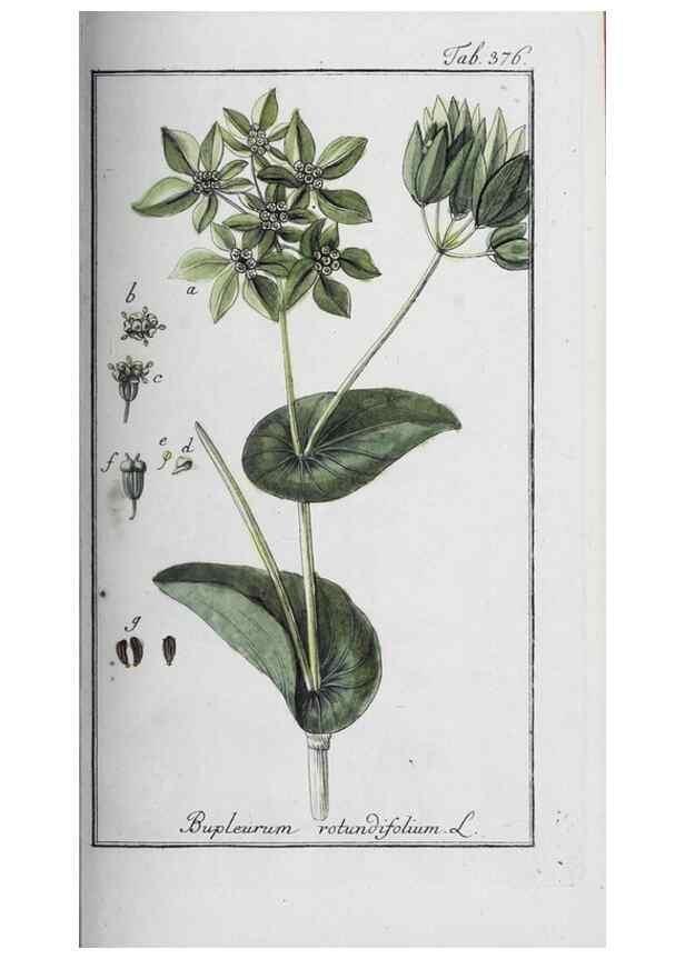 Reproducción/Reproduction 46265396895: Icones plantarum medicinalium.. Nürnberg :auf Kosten der Raspischen Buchhandlung,1779-1790. 