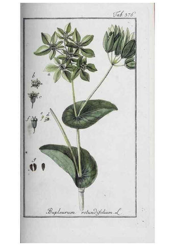 Reproducción/Reproduction 46265396895: Icones plantarum medicinalium.. Nürnberg :auf Kosten der Raspischen Buchhandlung,1779-1790. 