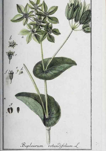 Reproducción/Reproduction 46265396895: Icones plantarum medicinalium.. Nürnberg :auf Kosten der Raspischen Buchhandlung,1779-1790. 