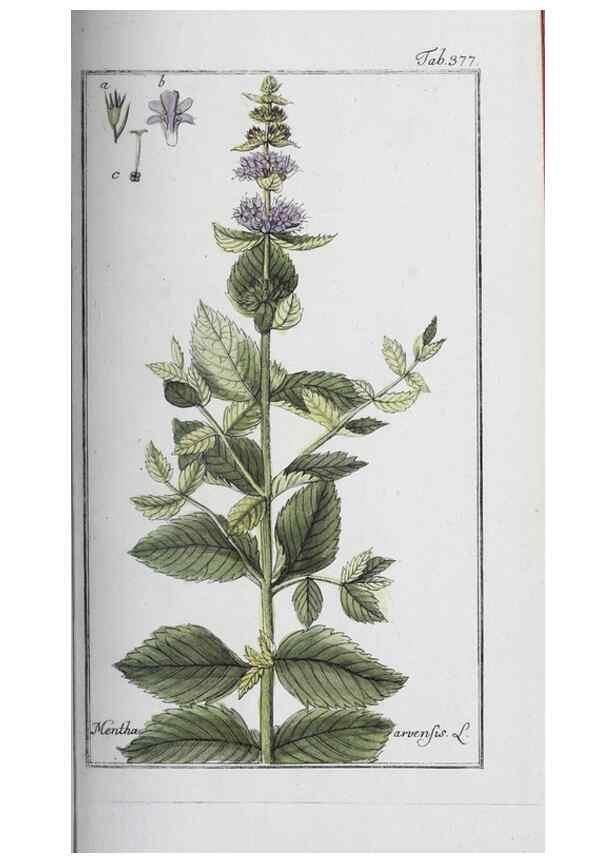 Reproducción/Reproduction 40214730493: Icones plantarum medicinalium.. Nürnberg :auf Kosten der Raspischen Buchhandlung,1779-1790. 