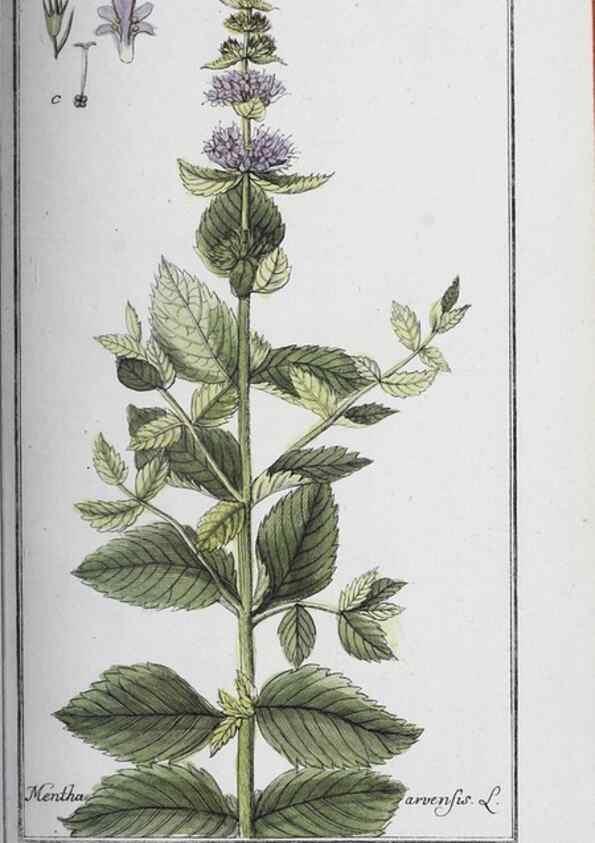Reproducción/Reproduction 40214730493: Icones plantarum medicinalium.. Nürnberg :auf Kosten der Raspischen Buchhandlung,1779-1790. 
