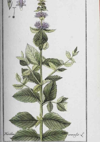 Reproducción/Reproduction 40214730493: Icones plantarum medicinalium.. Nürnberg :auf Kosten der Raspischen Buchhandlung,1779-1790. 