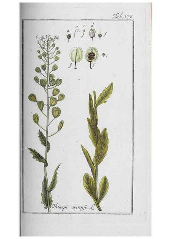 Reproducción/Reproduction 32237824157: Icones plantarum medicinalium.. Nürnberg :auf Kosten der Raspischen Buchhandlung,1779-1790. 