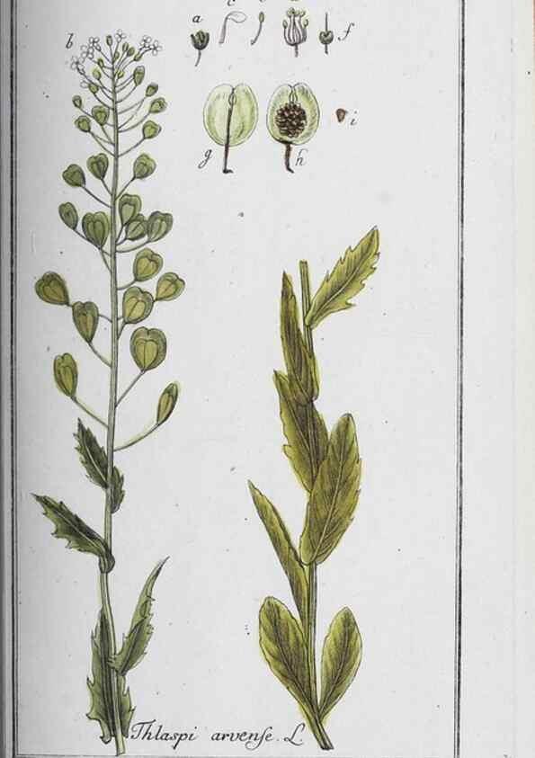 Reproducción/Reproduction 32237824157: Icones plantarum medicinalium.. Nürnberg :auf Kosten der Raspischen Buchhandlung,1779-1790. 