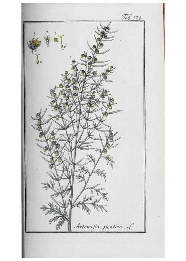 Reproducción/Reproduction 47127774762: Icones plantarum medicinalium.. Nürnberg :auf Kosten der Raspischen Buchhandlung,1779-1790. 