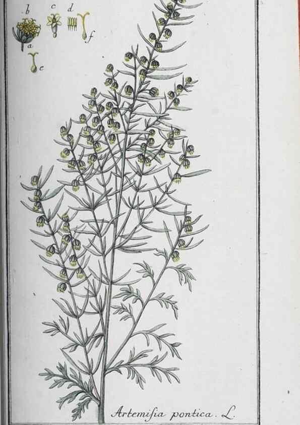 Reproducción/Reproduction 47127774762: Icones plantarum medicinalium.. Nürnberg :auf Kosten der Raspischen Buchhandlung,1779-1790. 