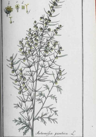 Reproducción/Reproduction 47127774762: Icones plantarum medicinalium.. Nürnberg :auf Kosten der Raspischen Buchhandlung,1779-1790. 