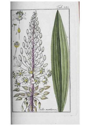 Reproducción/Reproduction 40214732913: Icones plantarum medicinalium.. Nürnberg :auf Kosten der Raspischen Buchhandlung,1779-1790. 