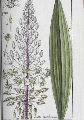 Reproducción/Reproduction 40214732913: Icones plantarum medicinalium.. Nürnberg :auf Kosten der Raspischen Buchhandlung,1779-1790. 