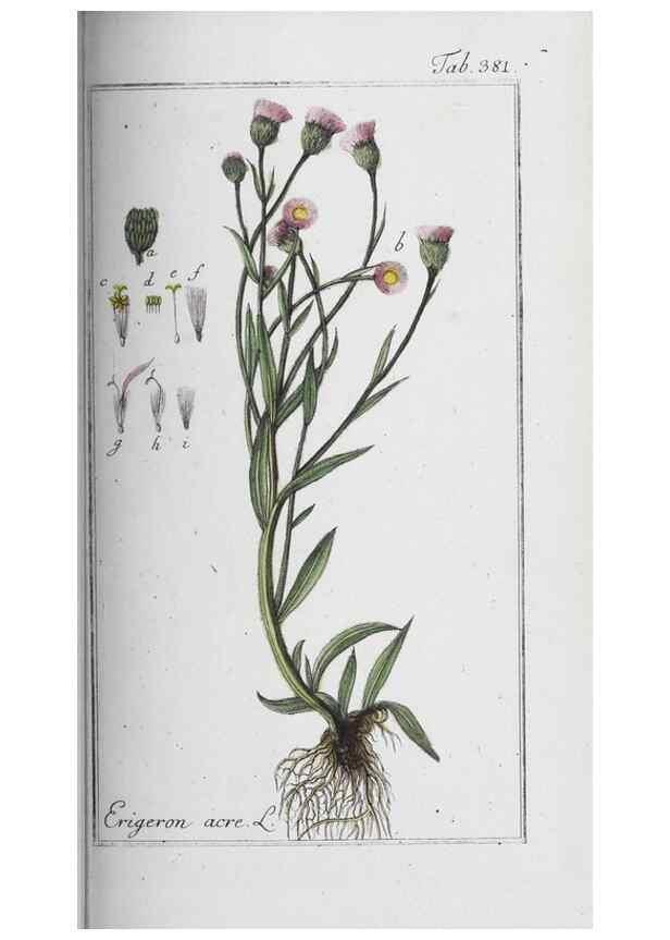 Reproducción/Reproduction 47179601021: Icones plantarum medicinalium.. Nürnberg :auf Kosten der Raspischen Buchhandlung,1779-1790. 