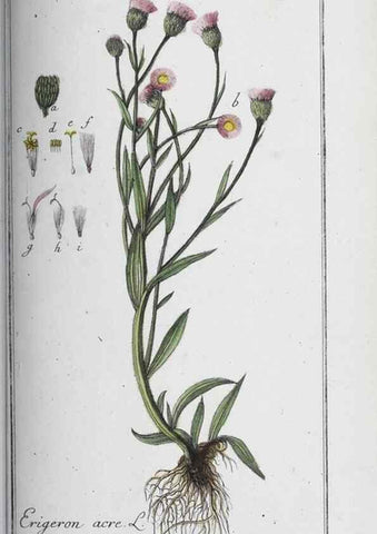 Reproducción/Reproduction 47179601021: Icones plantarum medicinalium.. Nürnberg :auf Kosten der Raspischen Buchhandlung,1779-1790. 
