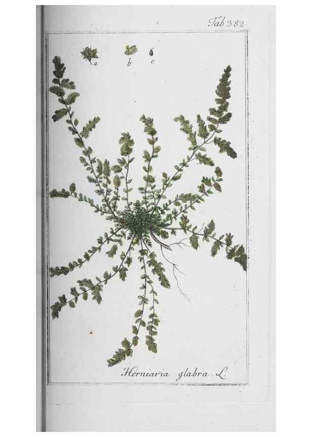 Reproducción/Reproduction 32237826597: Icones plantarum medicinalium.. Nürnberg :auf Kosten der Raspischen Buchhandlung,1779-1790. 