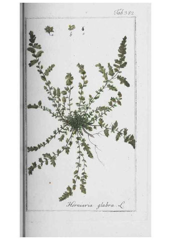Reproducción/Reproduction 32237826597: Icones plantarum medicinalium.. Nürnberg :auf Kosten der Raspischen Buchhandlung,1779-1790. 