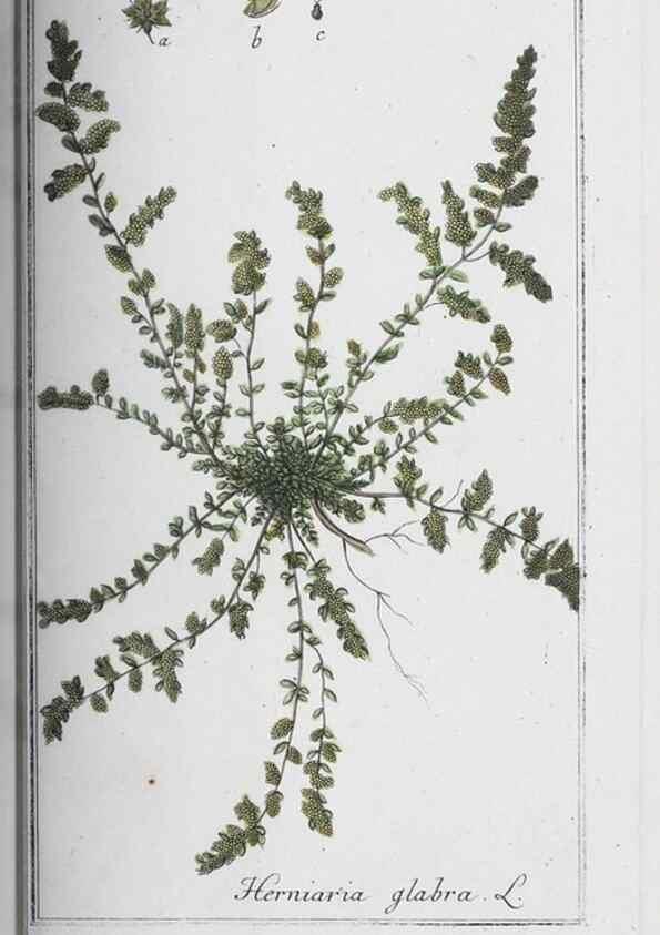 Reproducción/Reproduction 32237826597: Icones plantarum medicinalium.. Nürnberg :auf Kosten der Raspischen Buchhandlung,1779-1790. 