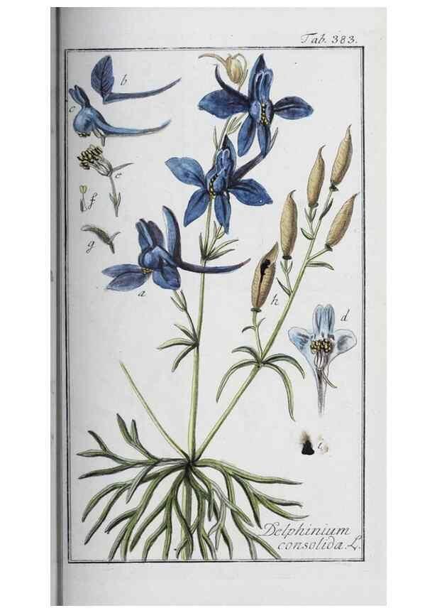 Reproducción/Reproduction 33304325748: Icones plantarum medicinalium.. Nürnberg :auf Kosten der Raspischen Buchhandlung,1779-1790. 