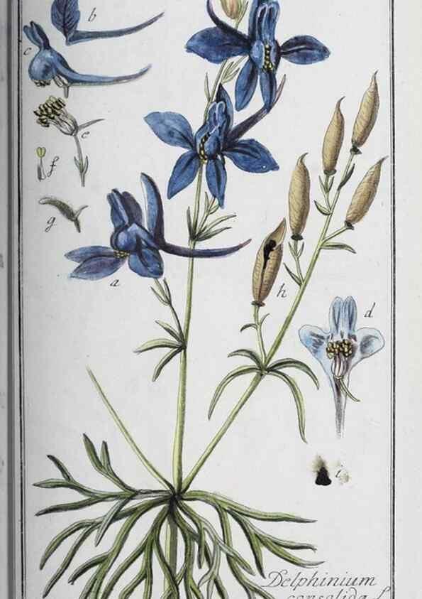 Reproducción/Reproduction 33304325748: Icones plantarum medicinalium.. Nürnberg :auf Kosten der Raspischen Buchhandlung,1779-1790. 