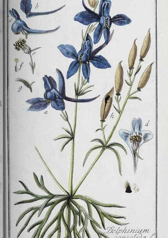 Reproducción/Reproduction 33304325748: Icones plantarum medicinalium.. Nürnberg :auf Kosten der Raspischen Buchhandlung,1779-1790. 