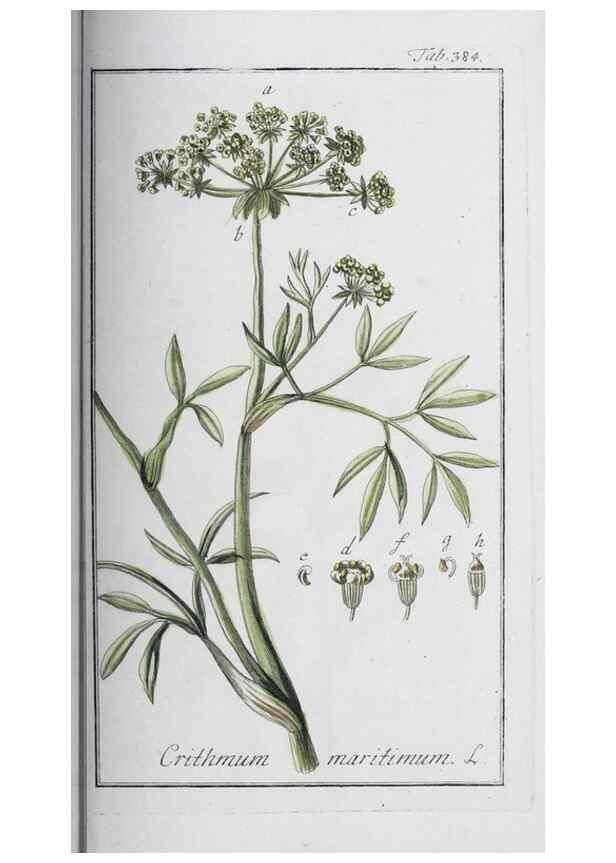 Reproducción/Reproduction 47127780242: Icones plantarum medicinalium.. Nürnberg :auf Kosten der Raspischen Buchhandlung,1779-1790. 