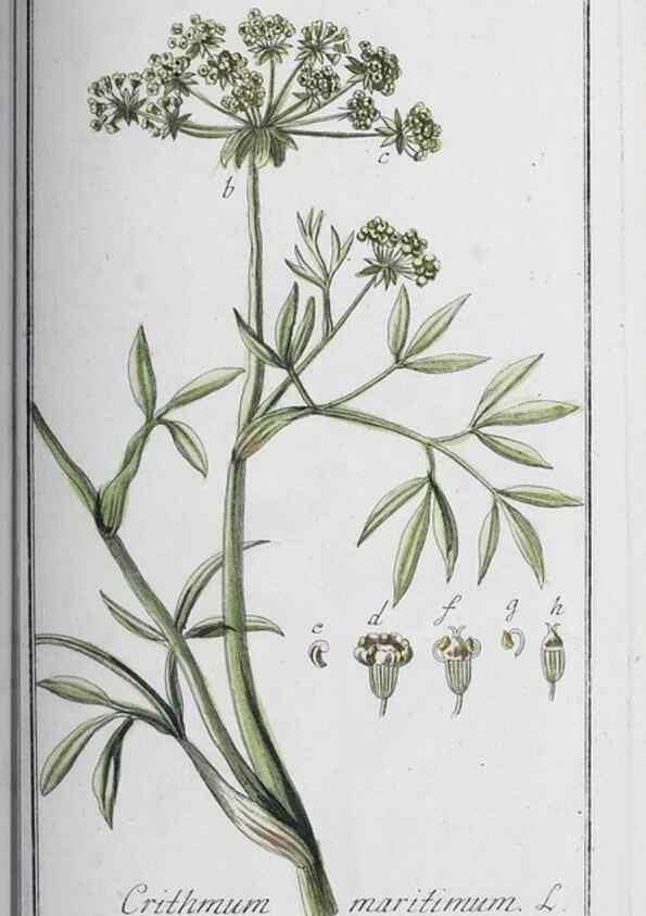Reproducción/Reproduction 47127780242: Icones plantarum medicinalium.. Nürnberg :auf Kosten der Raspischen Buchhandlung,1779-1790. 