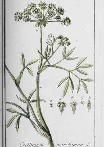 Reproducción/Reproduction 47127780242: Icones plantarum medicinalium.. Nürnberg :auf Kosten der Raspischen Buchhandlung,1779-1790. 