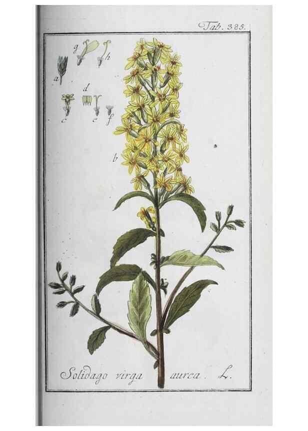 Reproducción/Reproduction 40214738593: Icones plantarum medicinalium.. Nürnberg :auf Kosten der Raspischen Buchhandlung,1779-1790. 