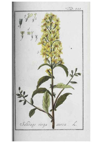 Reproducción/Reproduction 40214738593: Icones plantarum medicinalium.. Nürnberg :auf Kosten der Raspischen Buchhandlung,1779-1790. 