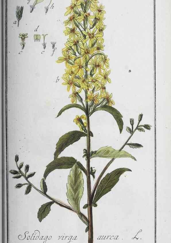 Reproducción/Reproduction 40214738593: Icones plantarum medicinalium.. Nürnberg :auf Kosten der Raspischen Buchhandlung,1779-1790. 