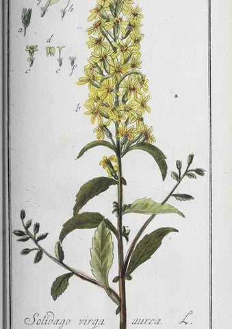 Reproducción/Reproduction 40214738593: Icones plantarum medicinalium.. Nürnberg :auf Kosten der Raspischen Buchhandlung,1779-1790. 