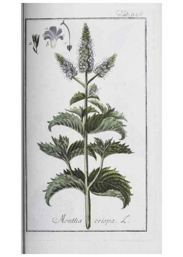 Reproducción/Reproduction 40214740283: Icones plantarum medicinalium.. Nürnberg :auf Kosten der Raspischen Buchhandlung,1779-1790. 
